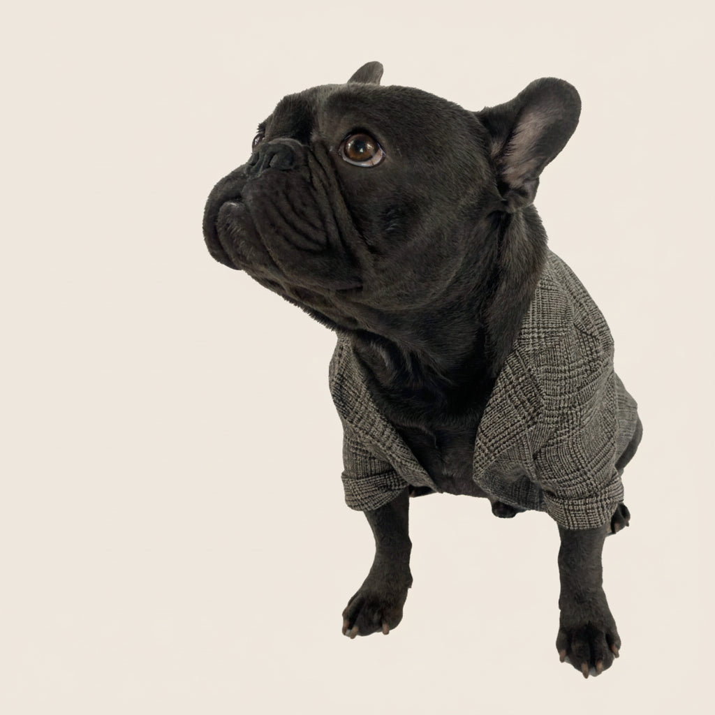 Aubenord Heritage formal jacket styled for a French Bulldog