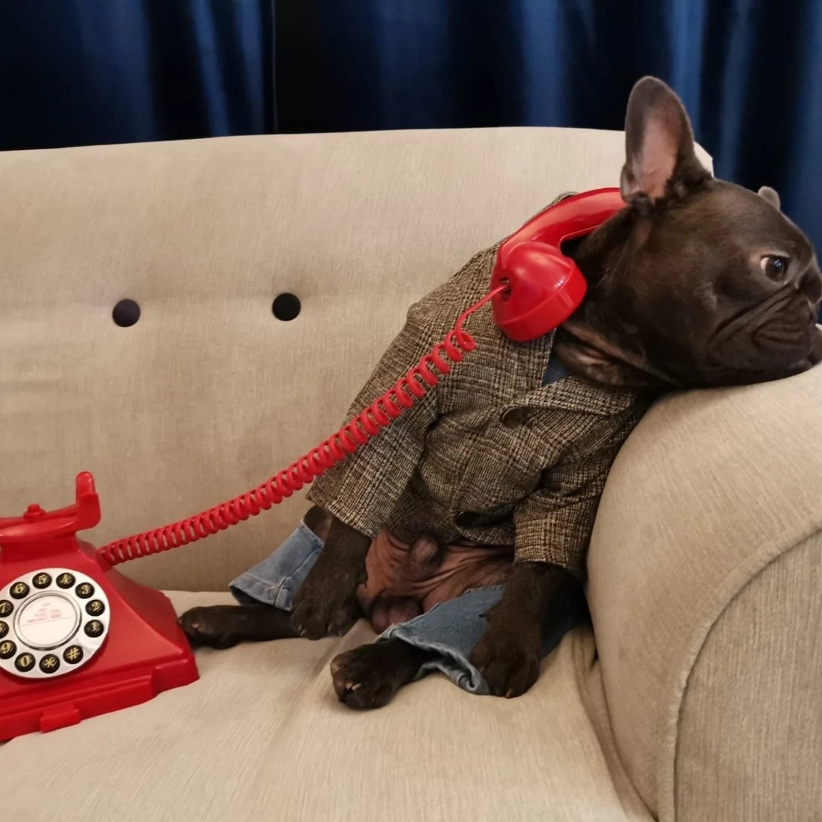 French Bulldog formal jacket product view