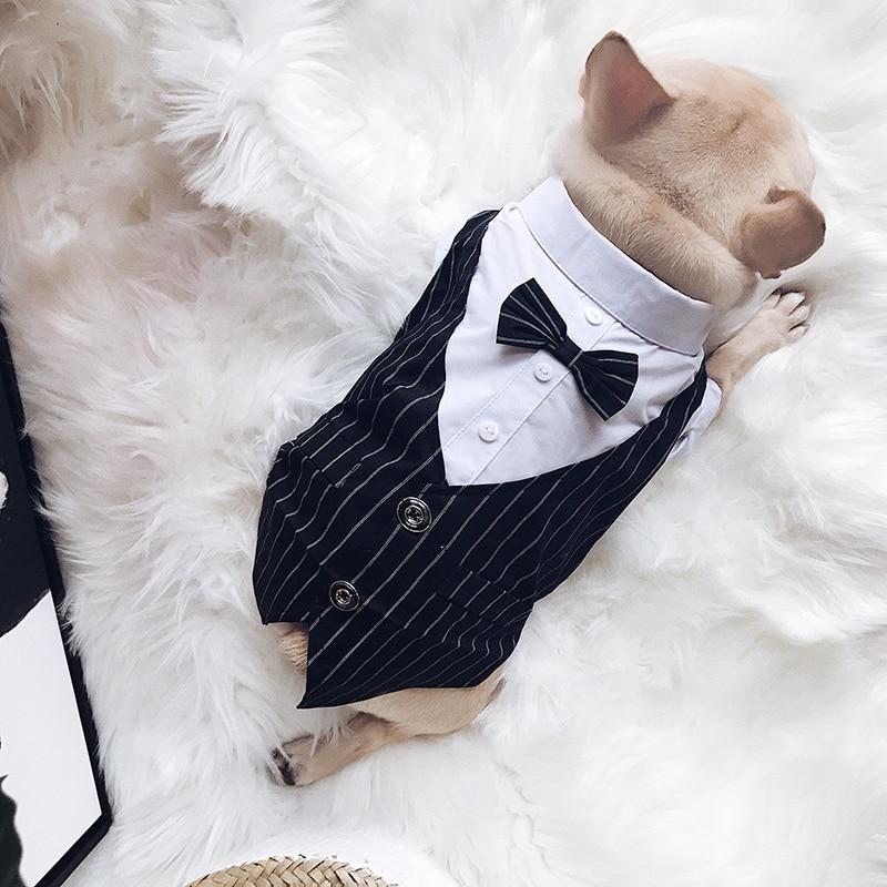 French Bulldog wearing a striped tuxedo-style formal dog outfit