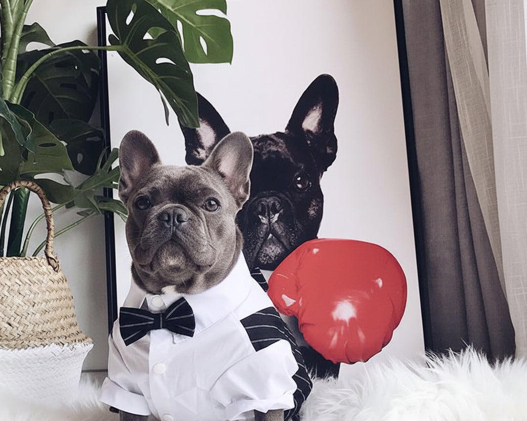 Striped French Bulldog tuxedo formal outfit front detail