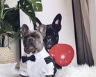 Striped French Bulldog tuxedo formal outfit front detail