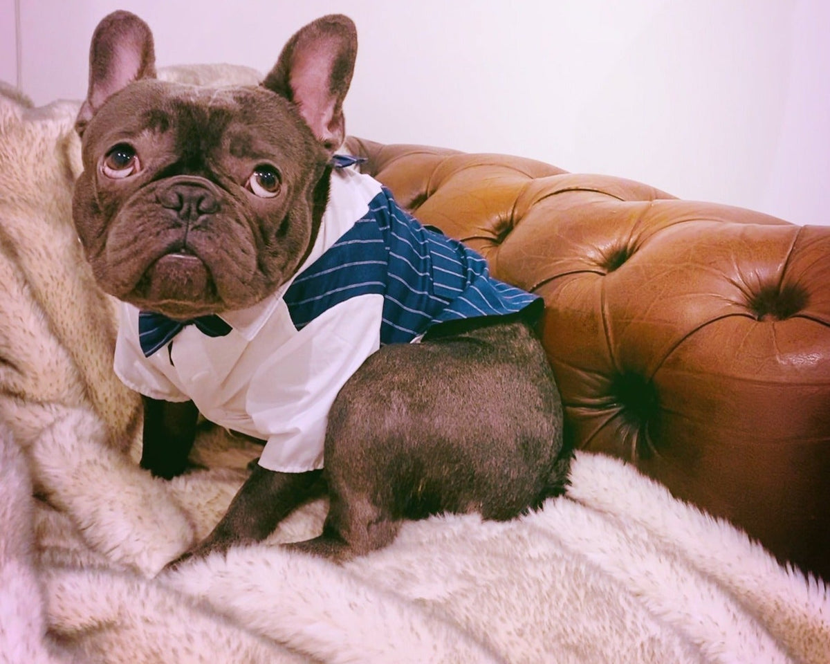 French Bulldog tuxedo formalwear styling detail