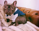 French Bulldog tuxedo formalwear styling detail