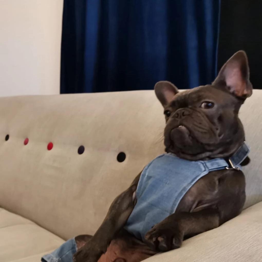 Loui posing in Aubenord French Bulldog denim dungarees