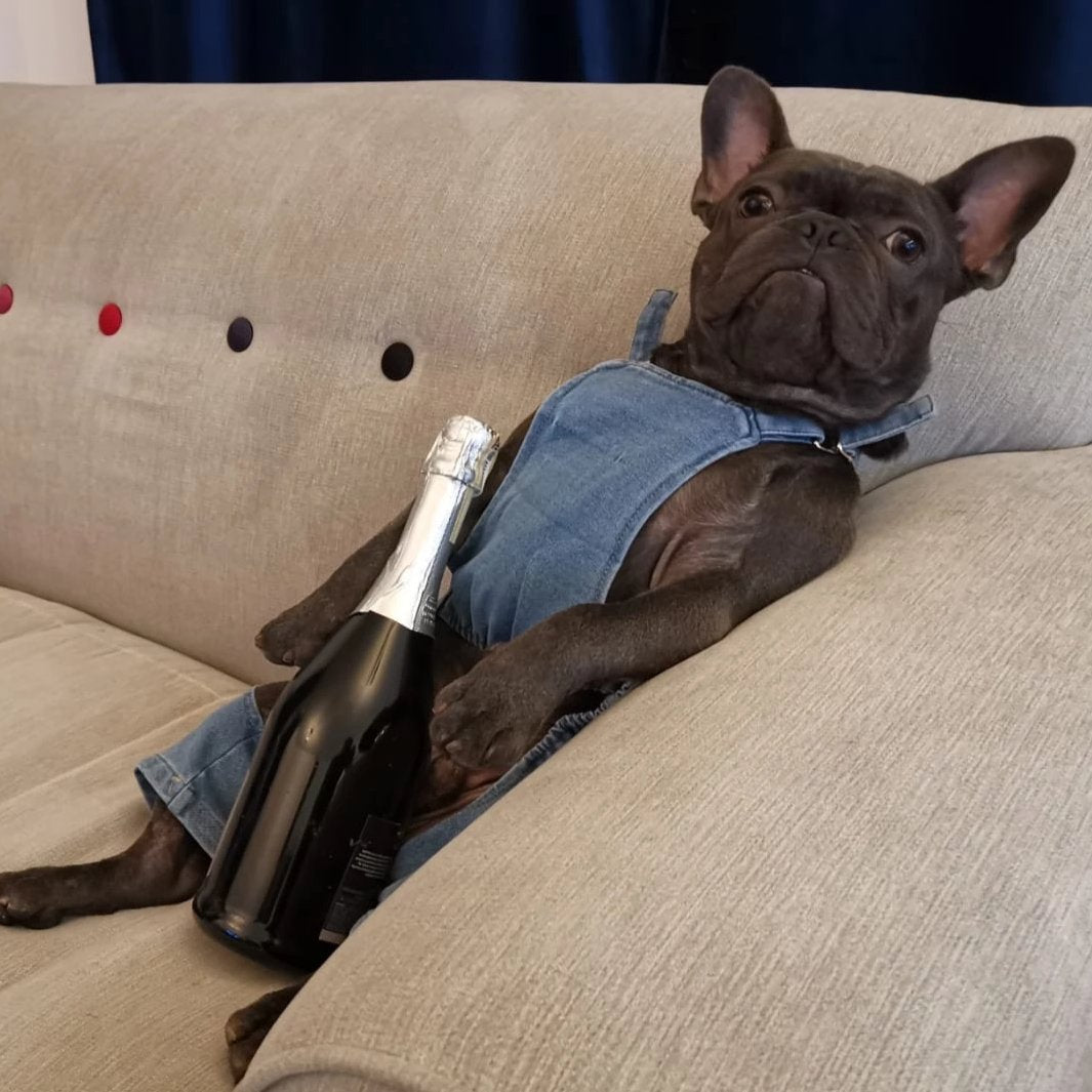 Loui the French Bulldog in denim dungarees on a sofa