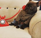 Loui wearing a French Bulldog formal occasion jacket