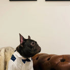 Loui the French Bulldog wearing the original Aubenord striped tuxedo