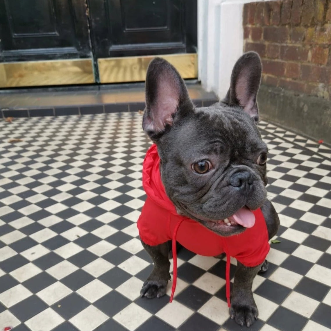 Loui wearing the red French Bulldog waterproof raincoat, front view
