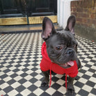 Loui wearing the red French Bulldog waterproof raincoat, front view