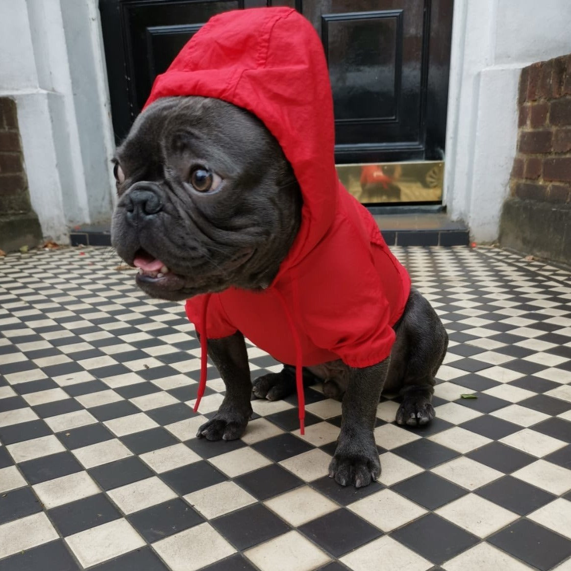 Loui wearing the red French Bulldog raincoat with hood up
