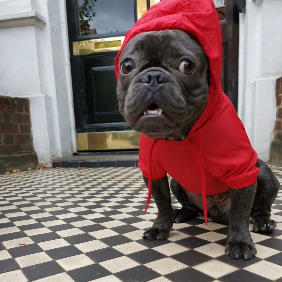 Loui the French Bulldog in the red waterproof raincoat, side view