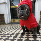 Loui the French Bulldog in the red waterproof raincoat, side view