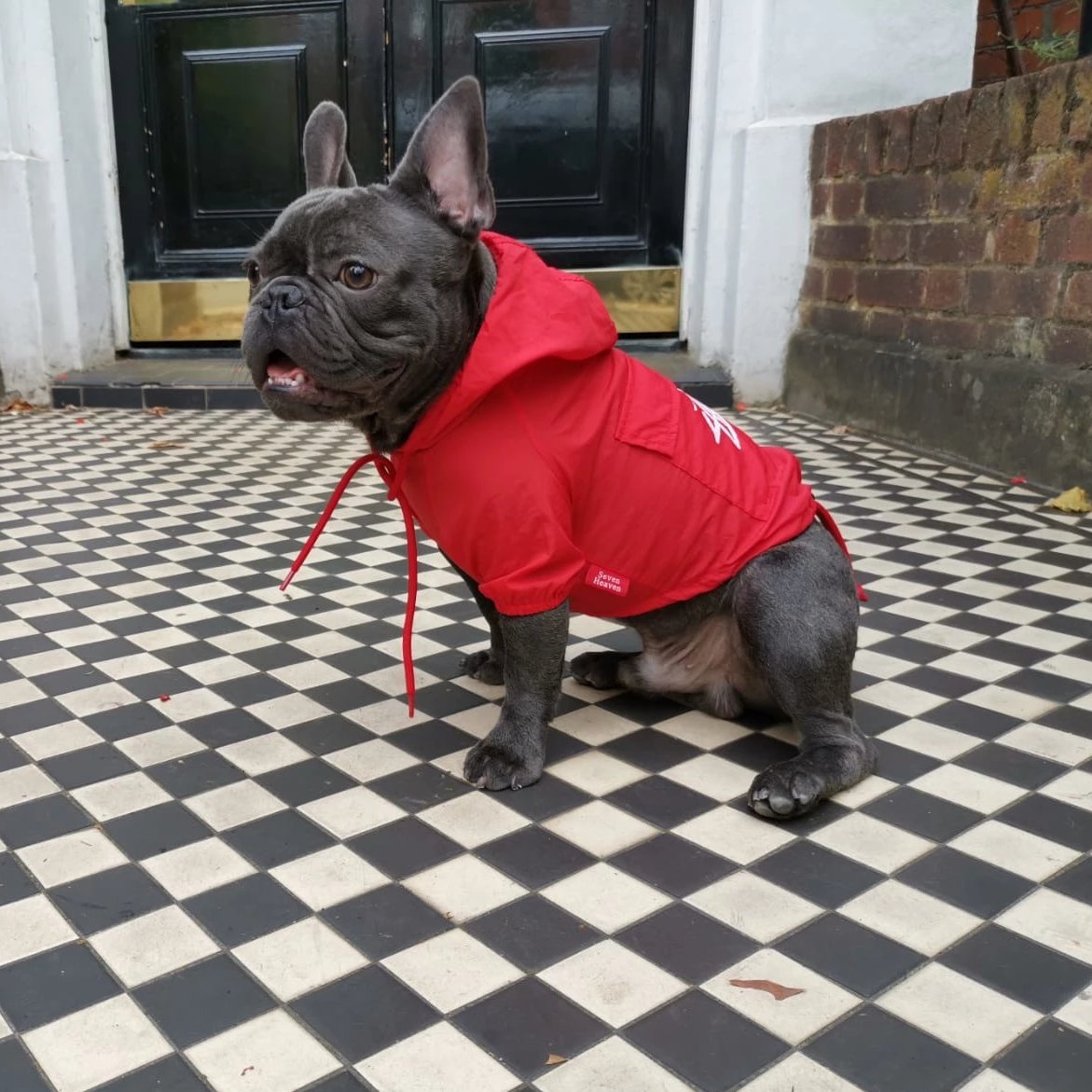 Loui the French Bulldog wearing the red Aubenord waterproof raincoat