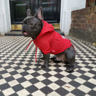 Loui the French Bulldog wearing the red Aubenord waterproof raincoat