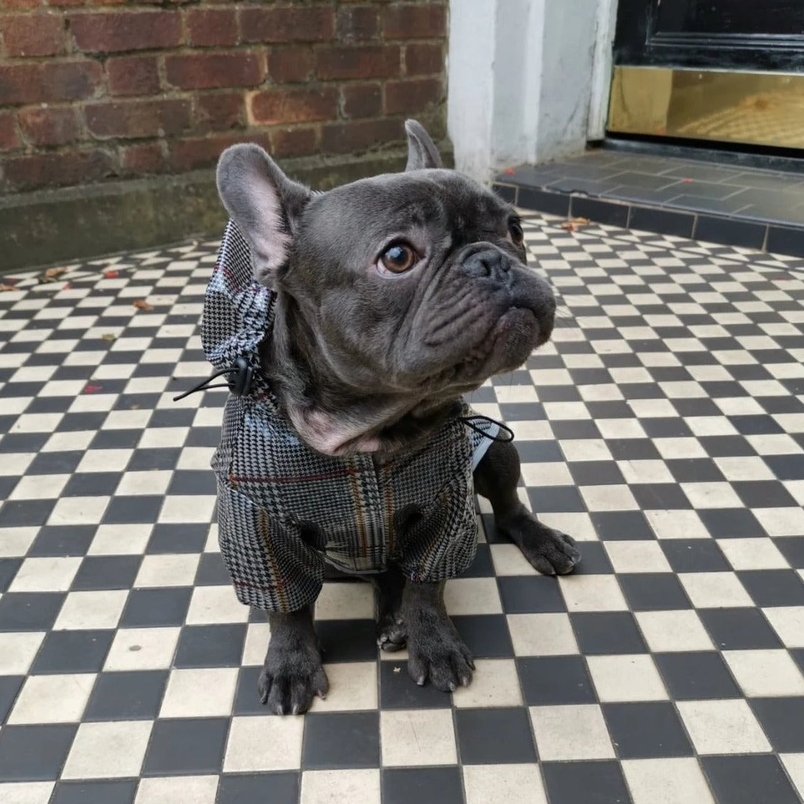 Loui wearing the tartan French Bulldog raincoat, front view
