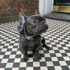 Loui wearing the tartan French Bulldog raincoat, front view