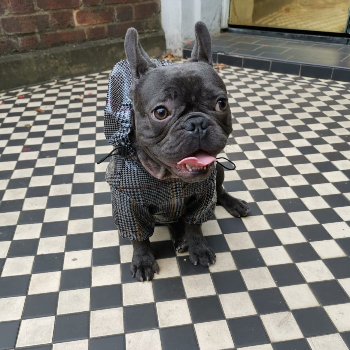 Loui wearing the tartan French Bulldog raincoat outdoors