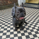 Loui wearing the tartan French Bulldog raincoat outdoors