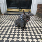 Loui in the tartan French Bulldog raincoat, profile view