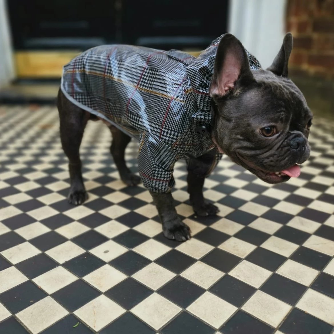 Loui wearing the tartan French Bulldog raincoat, side view