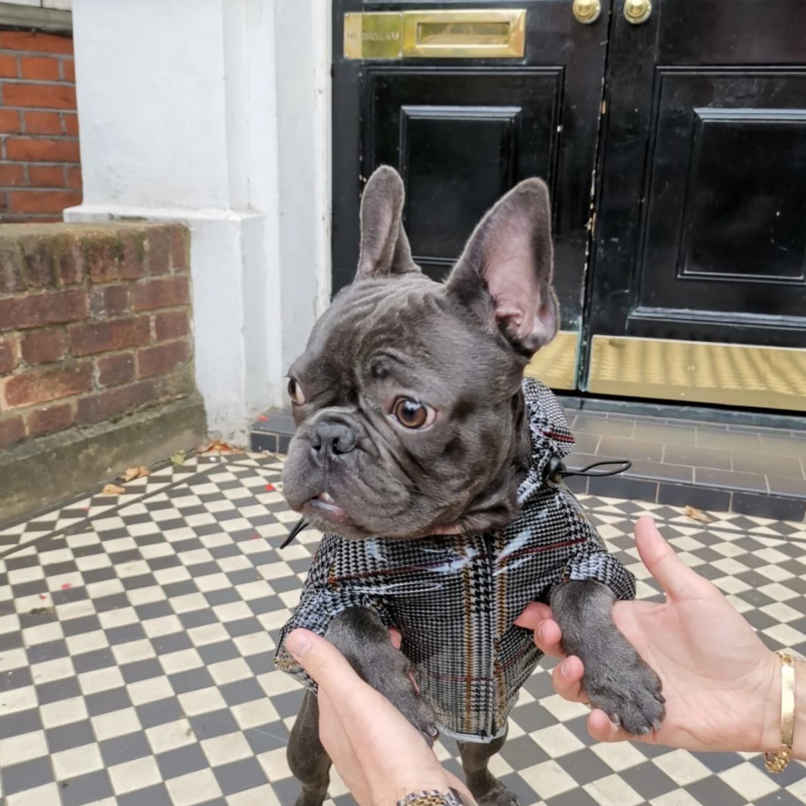 Loui standing in the tartan French Bulldog raincoat