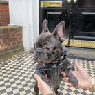 Loui standing in the tartan French Bulldog raincoat