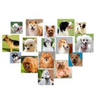 Pet Dog Puppy Interactive Fetch Ball Trainning - Dog Toys