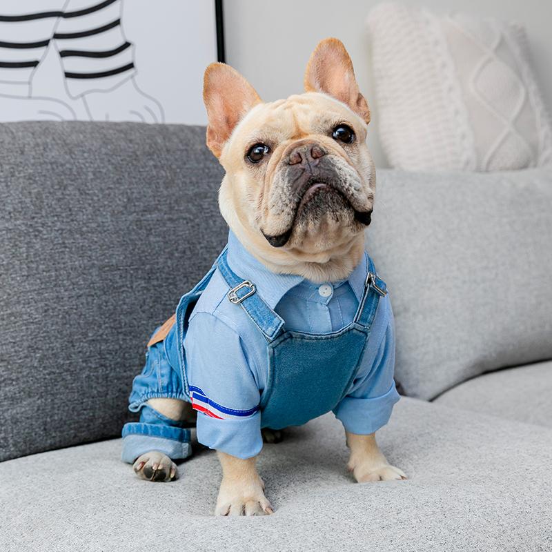 Small dog pants - Frenchi dog model wearing denim and shirt on sofa
