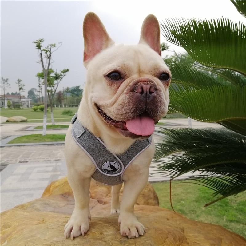Grey French Bulldog No pull Harness front view - model wearing size M