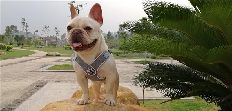 Grey French Bulldog No pull Harness - Lifestyle View
