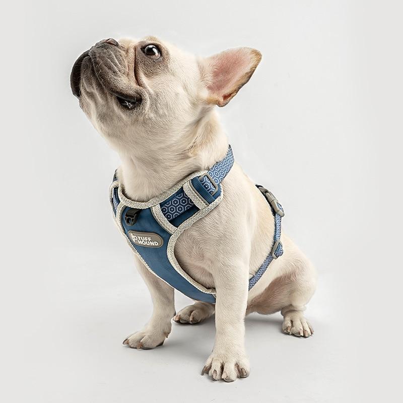 French Bulldog Nylon Harness - Model wearing Blue Colour 
