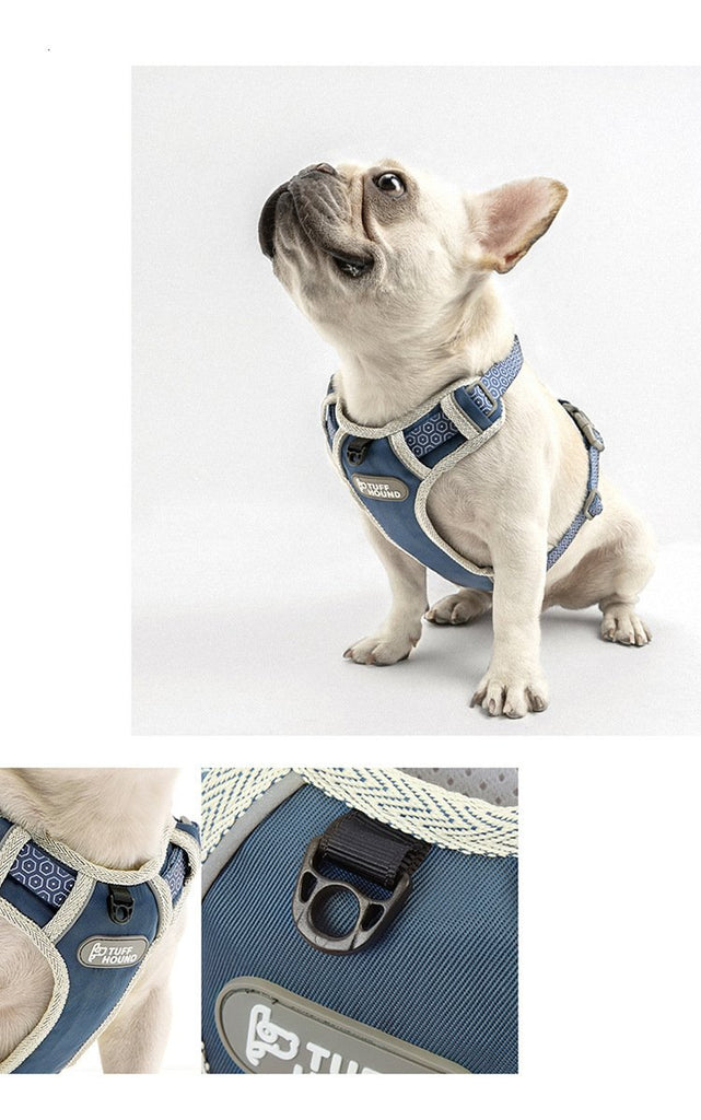 French Bulldog Nylon Harness - Model wearing Blue Colour Lifestyle Image