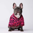 Zebra Print French Bulldog Jacket, Zebra Print French Bulldog Cardigan