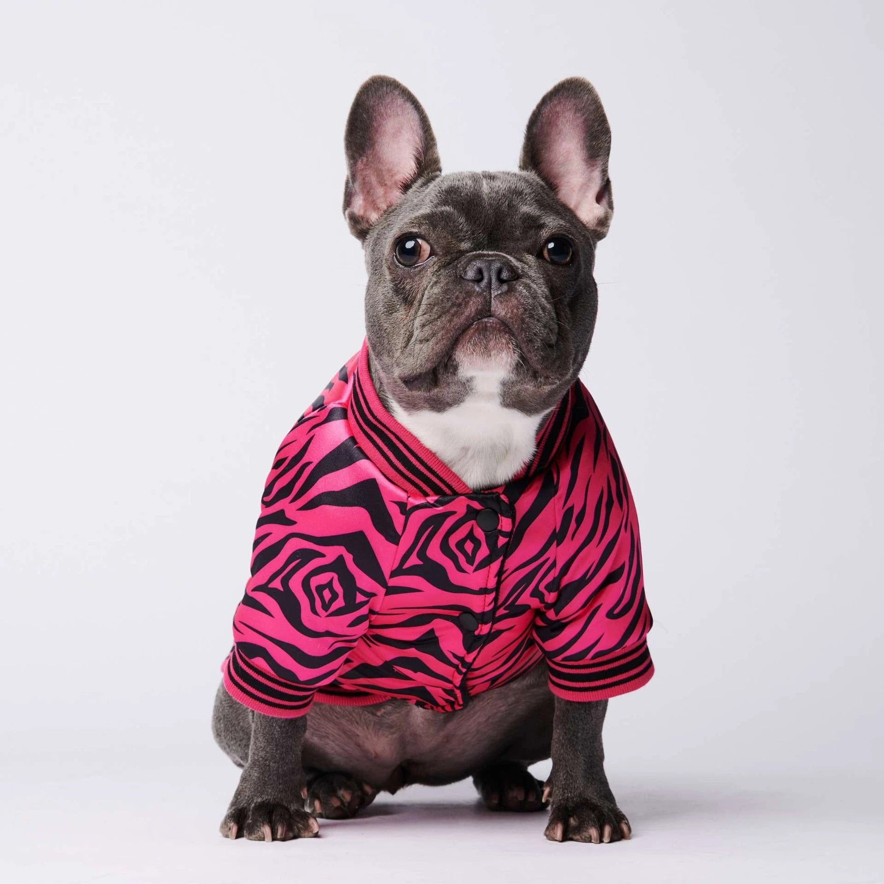 Zebra Print French Bulldog Jacket, Zebra Print French Bulldog Cardigan