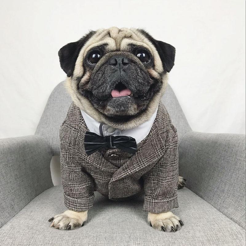 Pug formal jacket, wedding Pug jacket