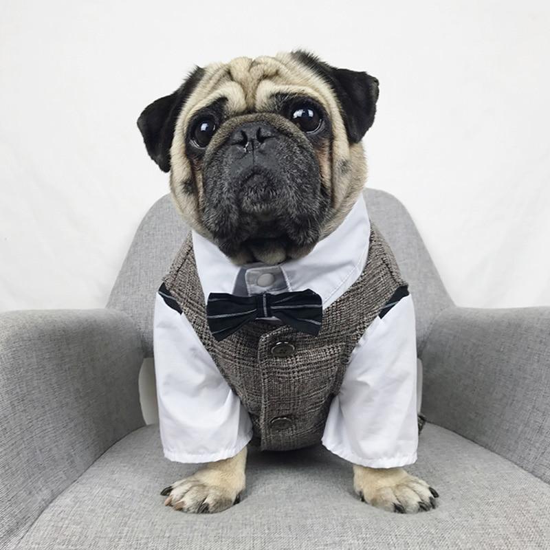 Pug formal vest, wedding Pug vest