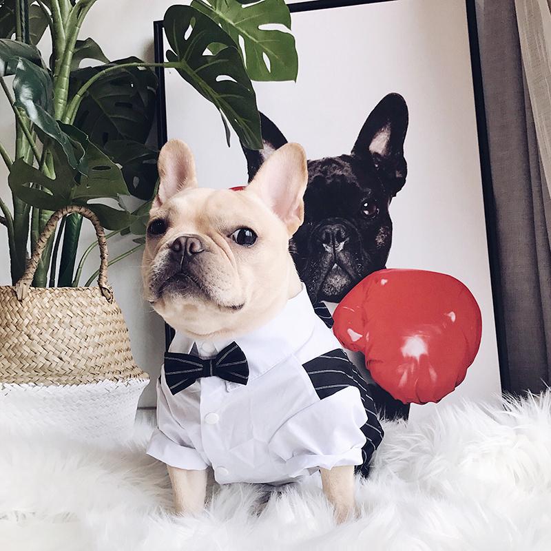 French Bulldog Wedding Clothing, French Bulldog Tuxedo