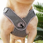 Grey French Bulldog No pull Harness front view