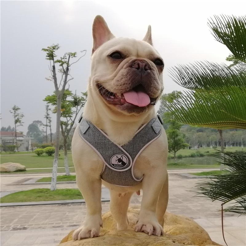 Grey French Bulldog No pull Harness - Model wearing product