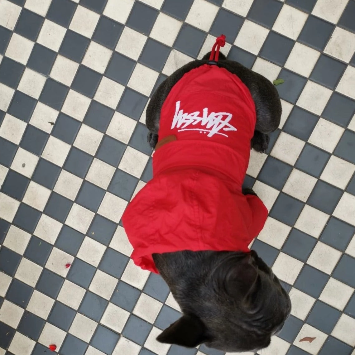 Red French Bulldog waterproof raincoat top view