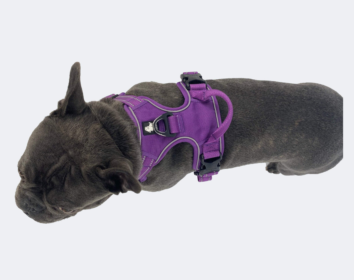 Purple reflective walking harness fitted on a dog