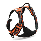 Orange reflective French Bulldog walking harness