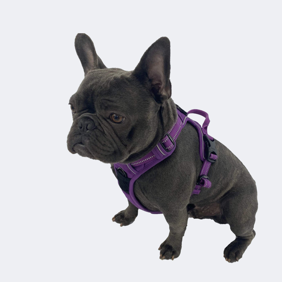 Dog wearing the reflective French Bulldog walking harness in purple