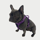 Dog wearing the Aubenord Heritage reflective walking harness in purple