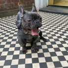 Tartan French Bulldog raincoat fit and fastening view