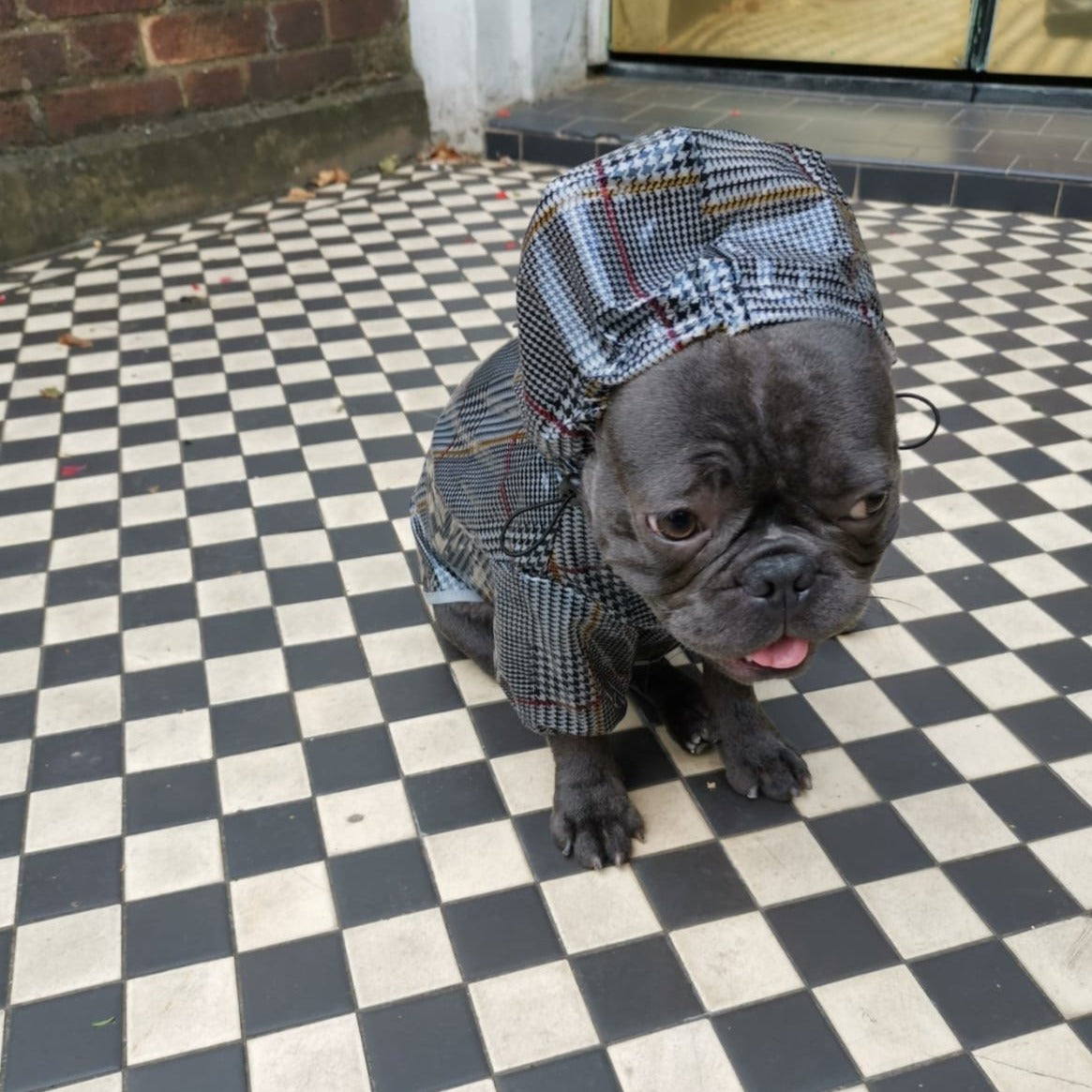 Tartan French Bulldog raincoat product view