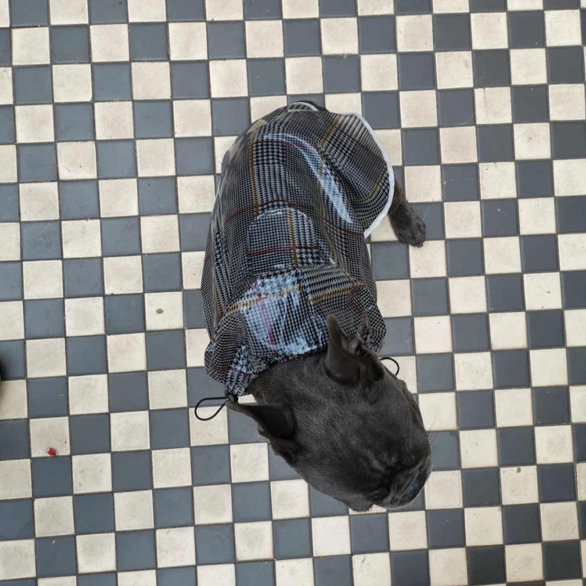 Tartan French Bulldog raincoat top view